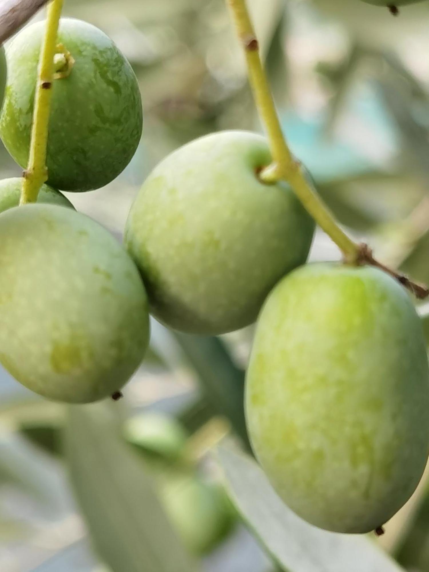 بيسْكيتْشّي Suites Dimora Garibaldi المظهر الخارجي الصورة